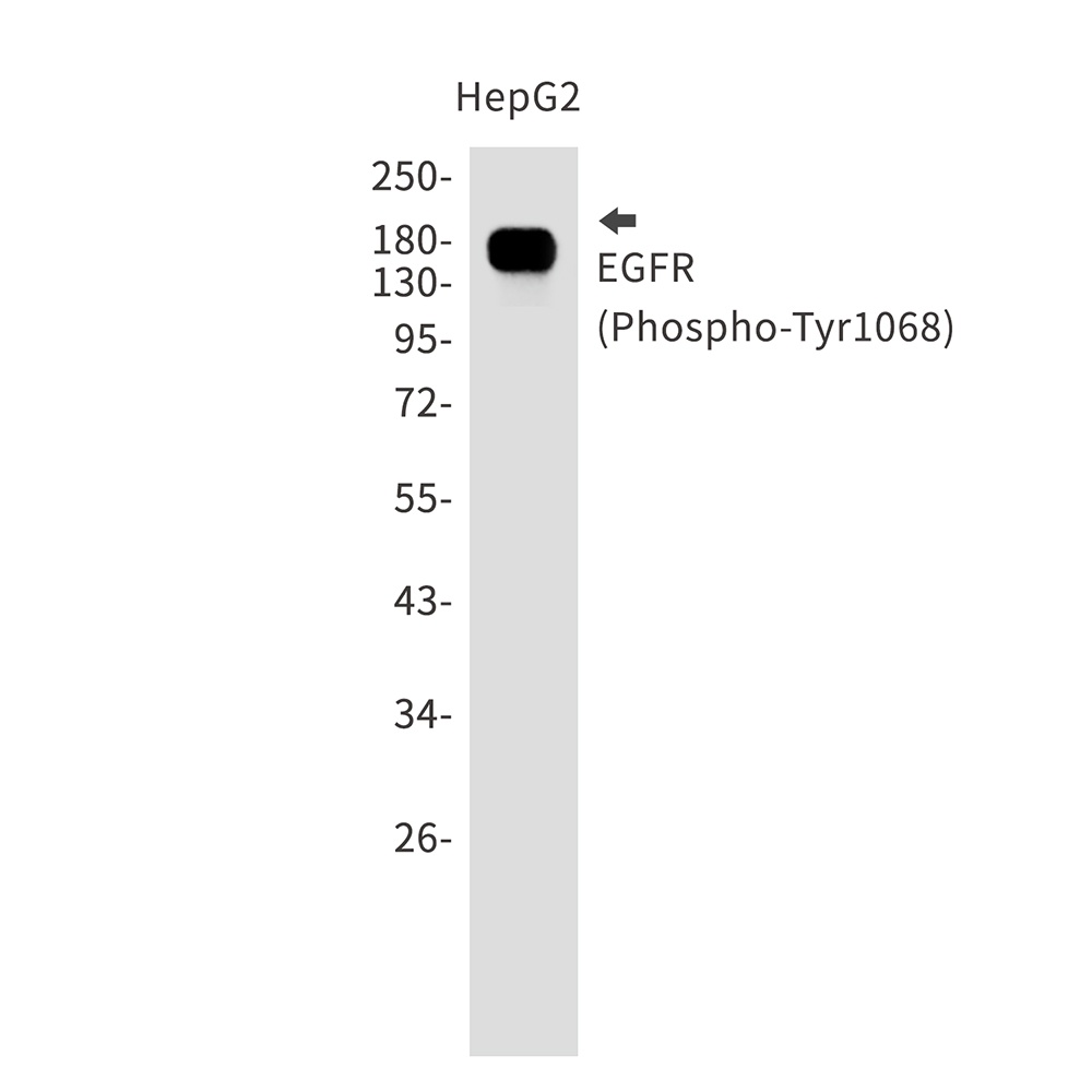 EGFR Antibody