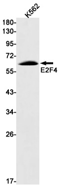 E2F4 Antibody