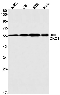 DKC1 Antibody
