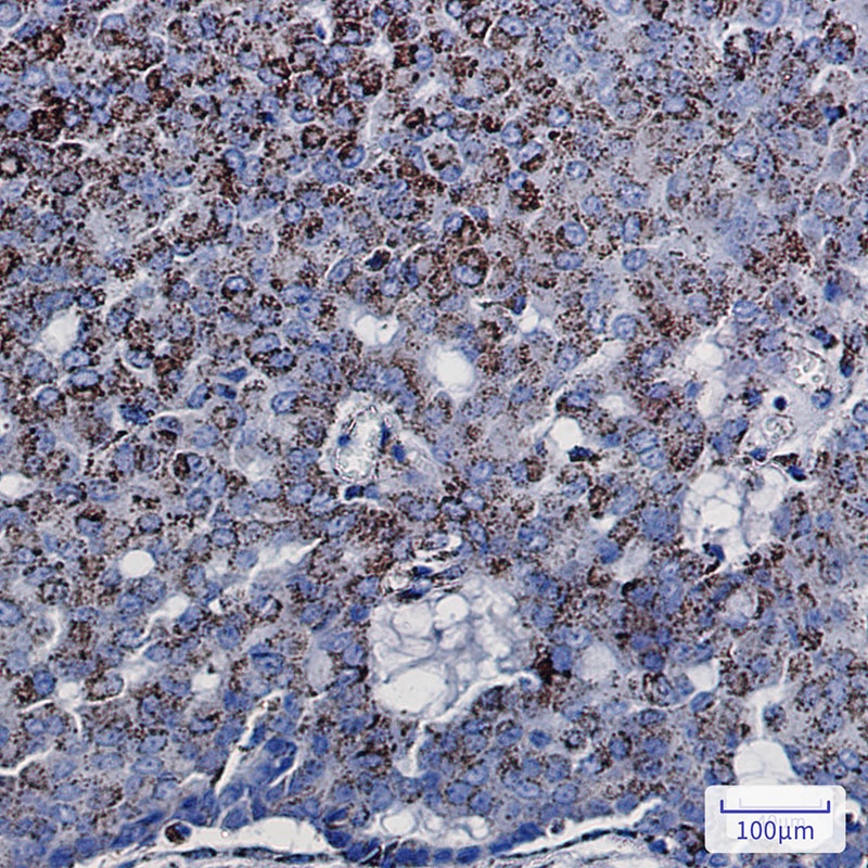ECI1 Antibody