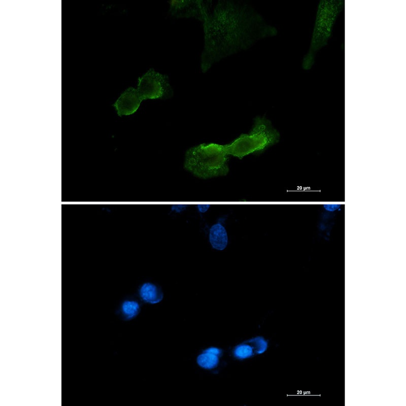 DCLK1 Antibody