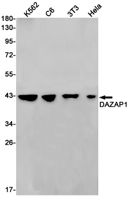 DAZAP1 Antibody