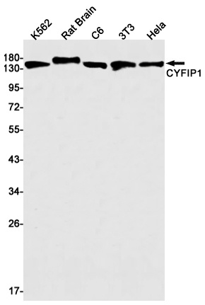CYFIP1 Antibody