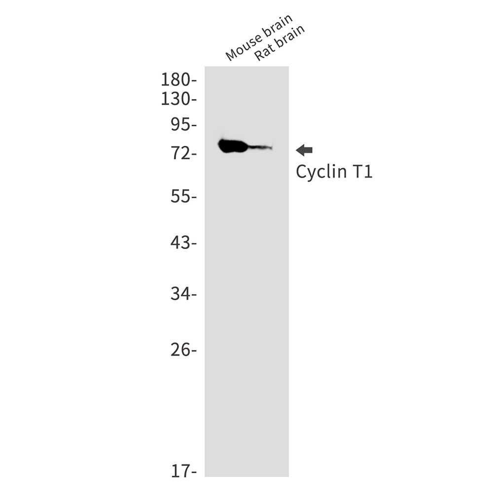 CCNT1 Antibody
