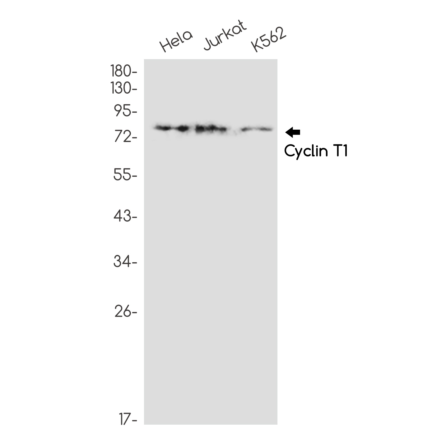 CCNT1 Antibody