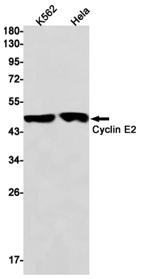 CCNE2 Antibody