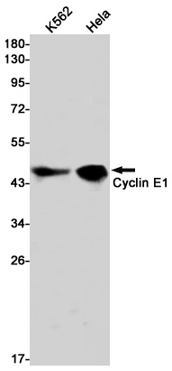CCNE1 Antibody