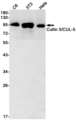 CUL5 Antibody