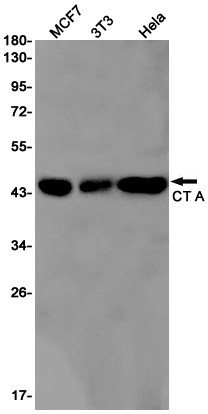 PCYT1A Antibody