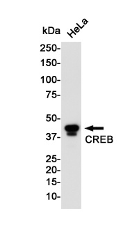CREB1 Antibody
