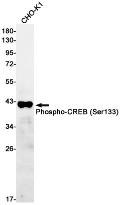 Phospho-CREB (Ser133) Rabbit Monoclonal Antibody
