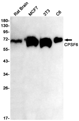 CPSF6 Antibody