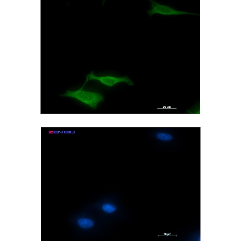 COX5B Antibody