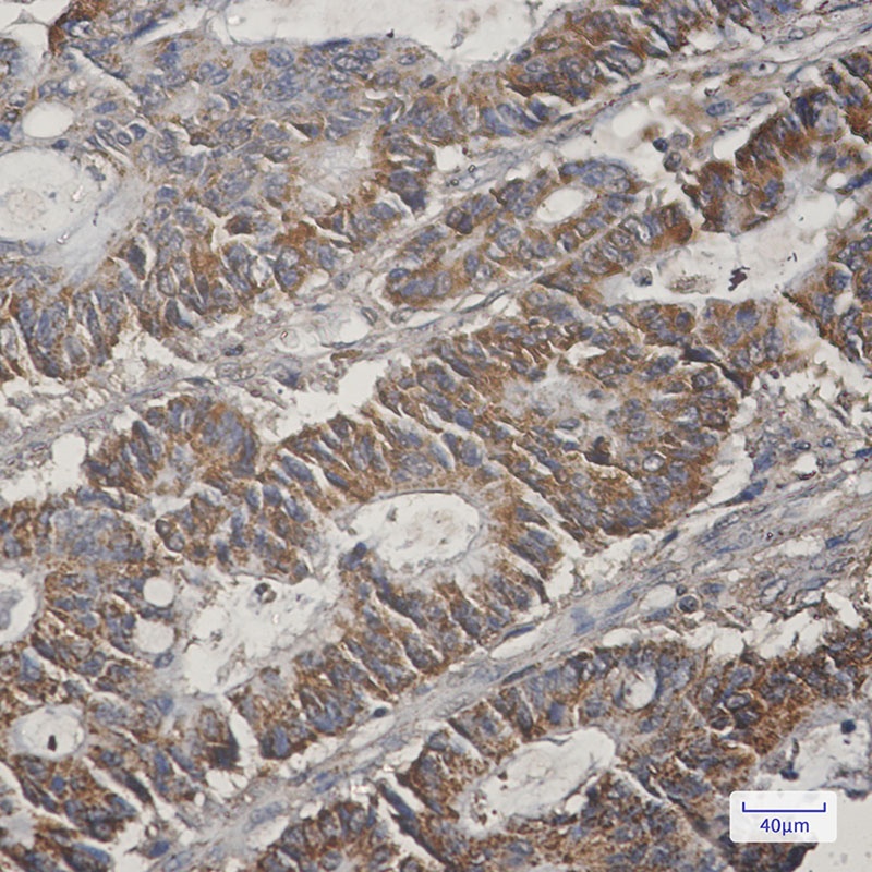 COX5B Antibody