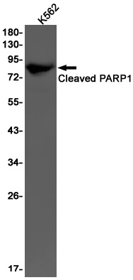 PARP1 Antibody