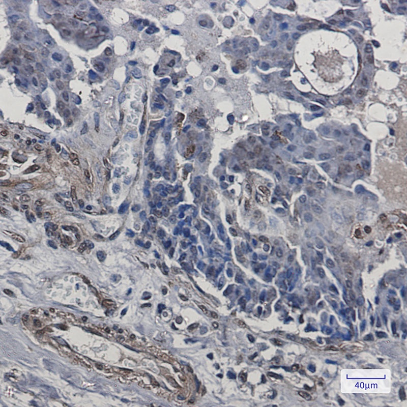 Cip4 Rabbit Monoclonal Antibody