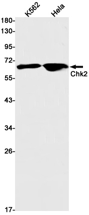 CHEK2 Antibody