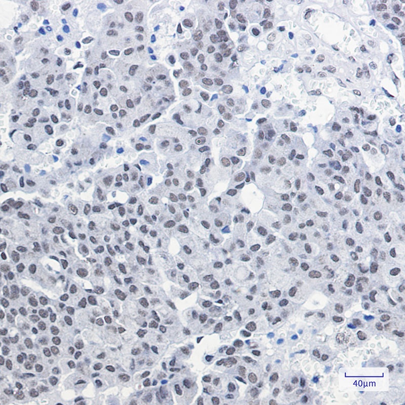 CXXC1 Antibody
