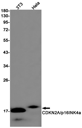 CDKN2A Antibody