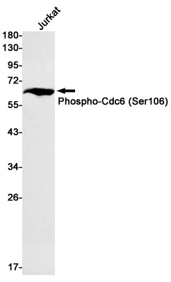 CDC6 Antibody