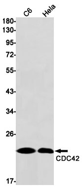 CDC42 Antibody