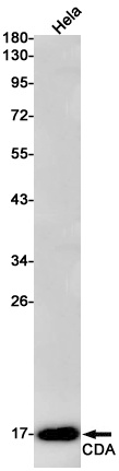 CDA Antibody