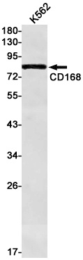 HMMR Antibody
