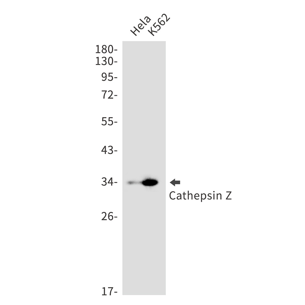 CTSZ Antibody