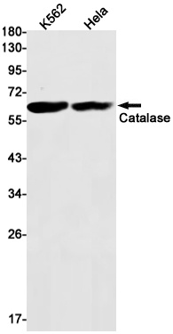 CAT Antibody