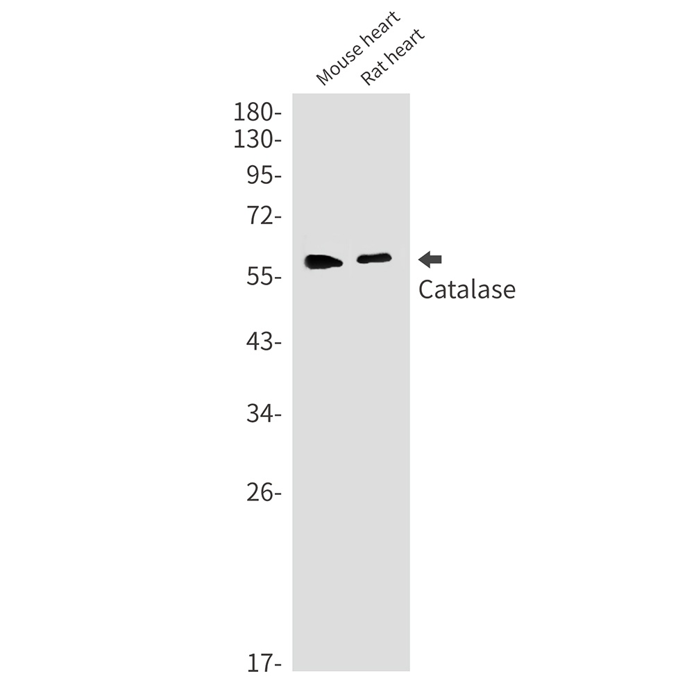 CAT Antibody