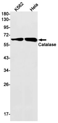 CAT Antibody