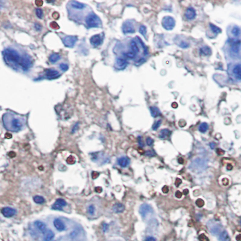 CAT Antibody