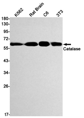Cat Antibody