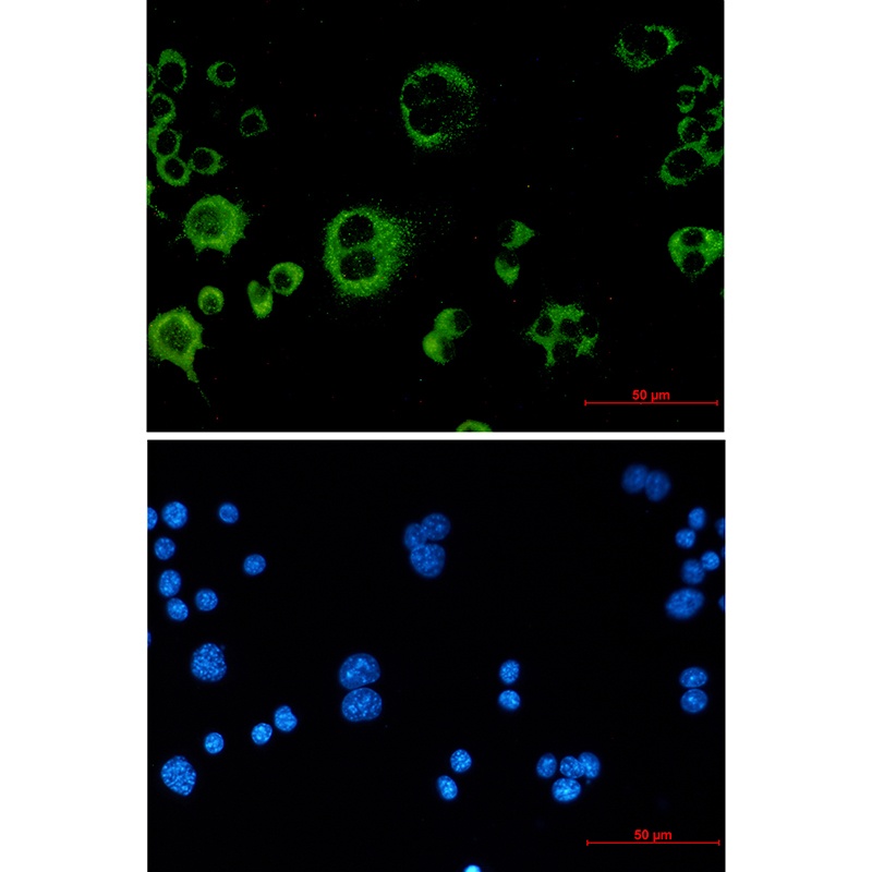 Cat Antibody