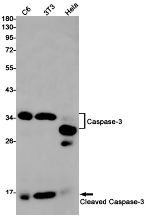 CASP3 Antibody
