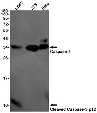CASP3 Antibody