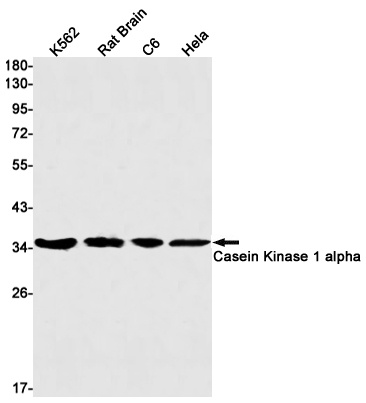 CSNK1A1 Antibody