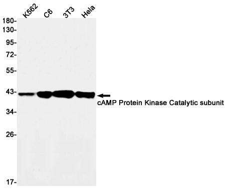 PRKACA Antibody
