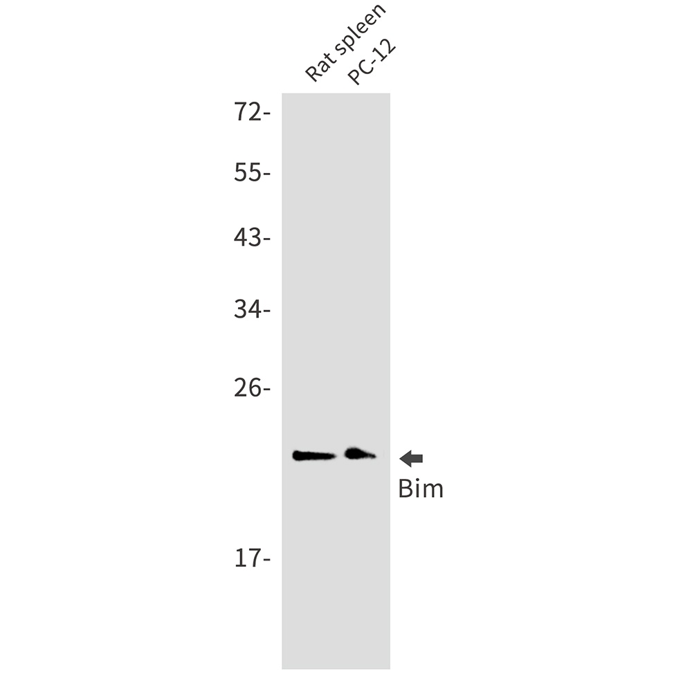 BCL2L11 Antibody