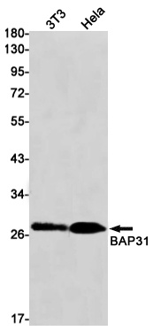 BCAP31 Antibody