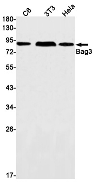BAG3 Antibody