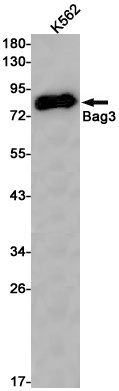 BAG3 Antibody