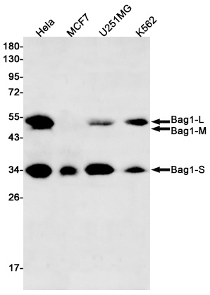 BAG1 Antibody