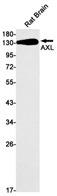 AXL Antibody