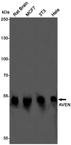 AVEN Antibody
