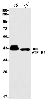 ATP1B3 Rabbit Monoclonal Antibody