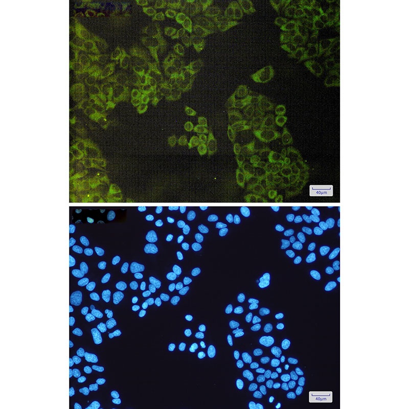 ATG3 Rabbit Monoclonal Antibody