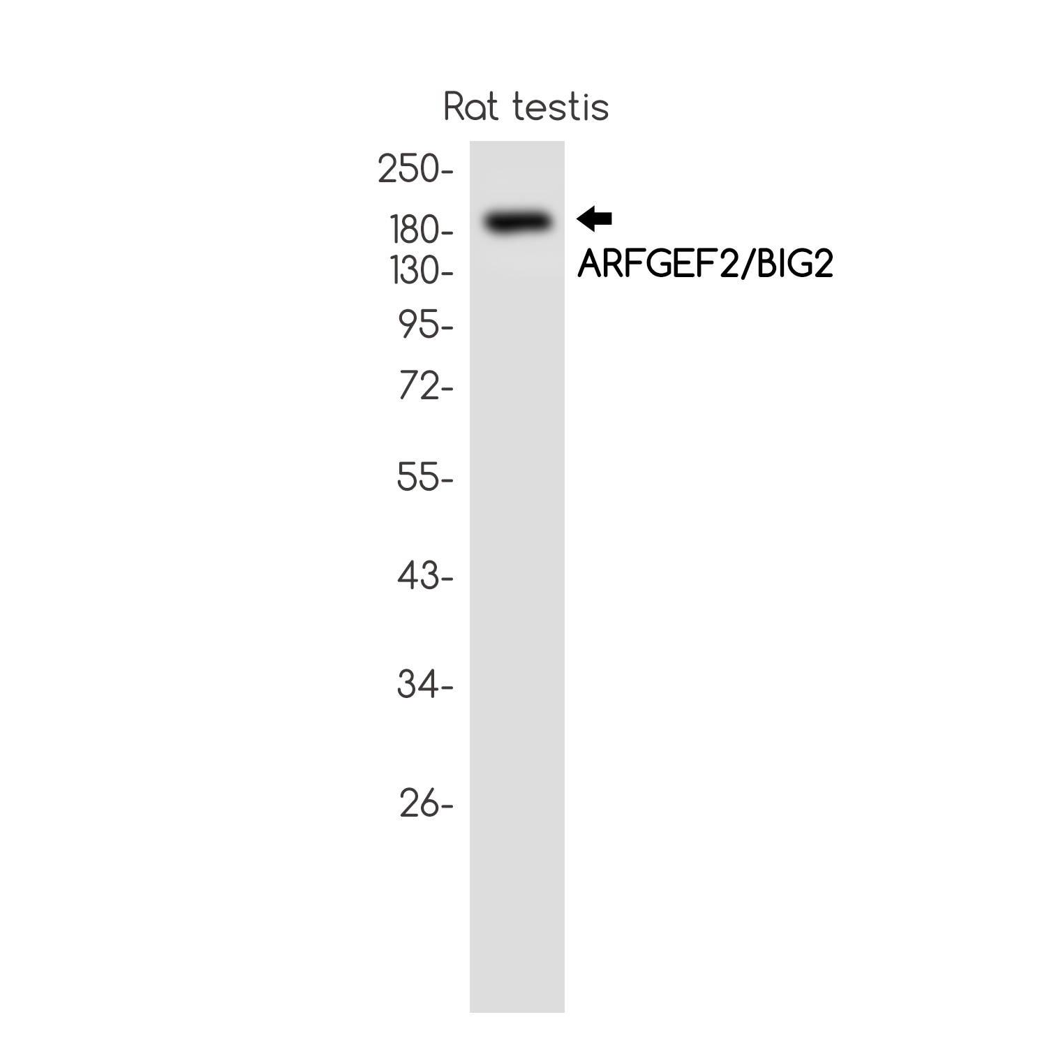 ARFGEF2 Antibody