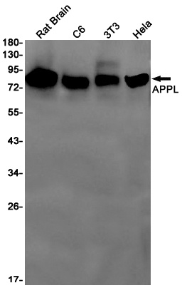 APPL Rabbit Monoclonal Antibody