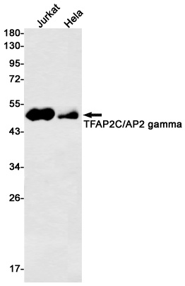 TFAP2C Antibody